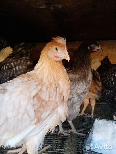 Куры несушки
