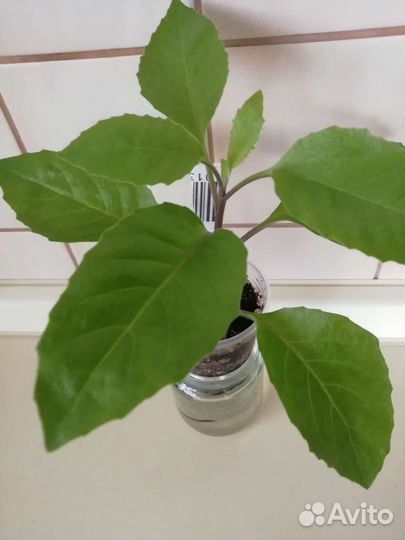 Джинура Листья Бога