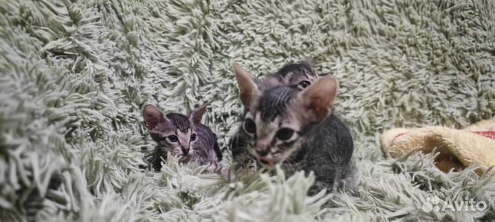 Сфинкс котята девочки