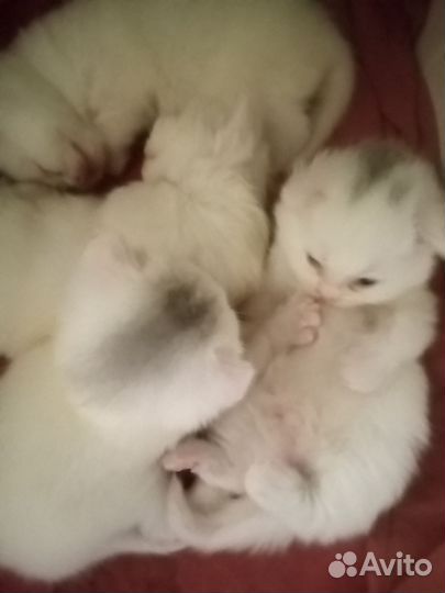 Котята