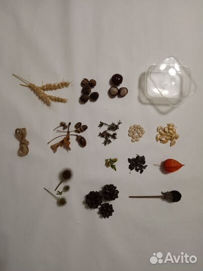 Природный материал для поделок семена