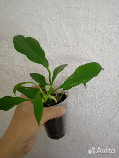 Филодендроны сортовые