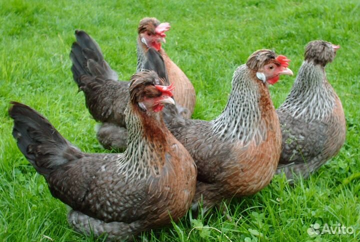 Фавероль, Легбар, Загорская лососевая