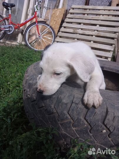 Щенки мальчики