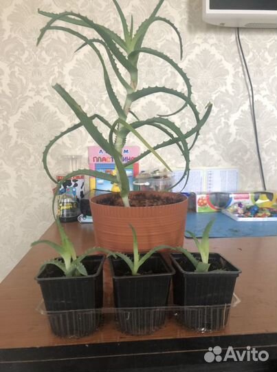 Алоэ столетник