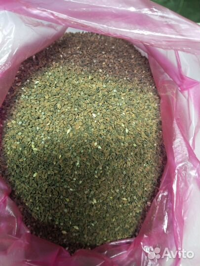 Семена фацелии