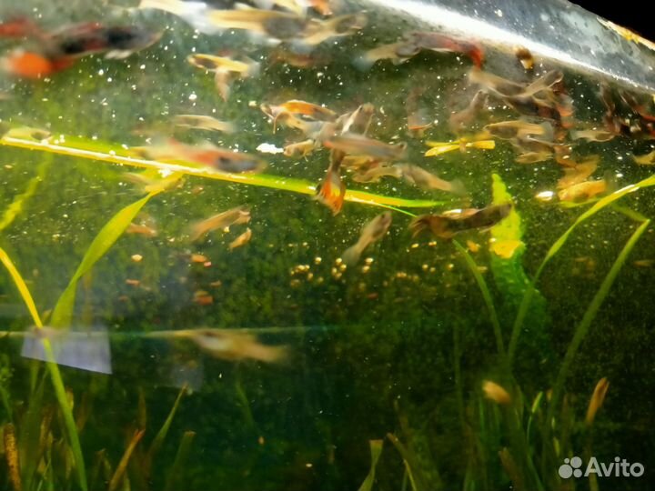 Аквариумные рыбки гуппи