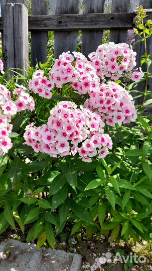 Флоксы многолетние