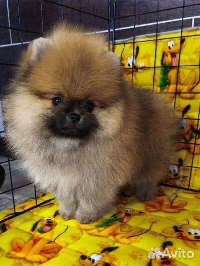 Малыши с документами