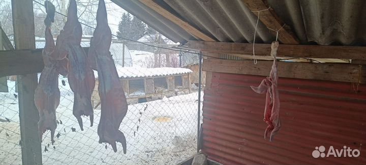 Продам кроликов