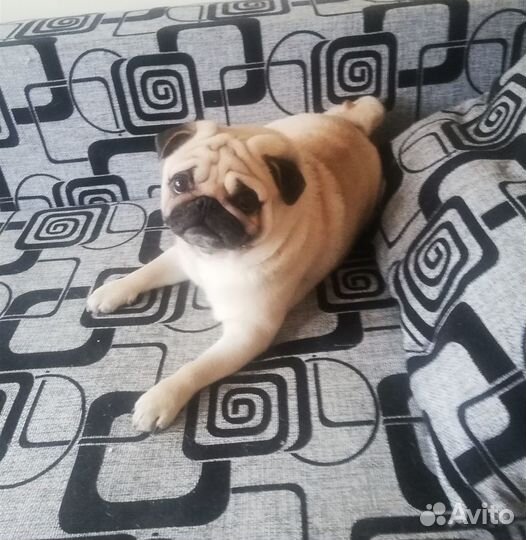 Передержка маленьких собачек и других 