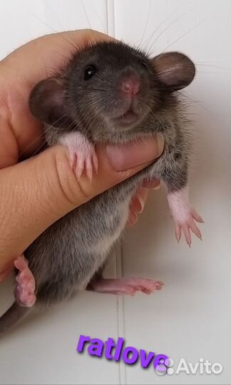 Крысята дамбо мальчики