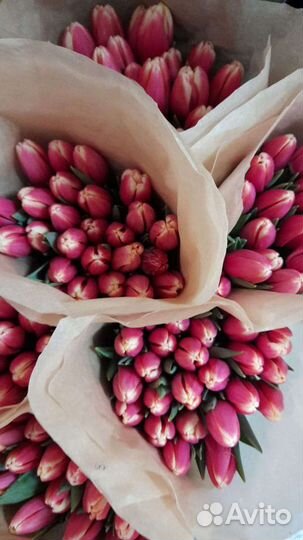 Луковицы тюльпана после выгонки