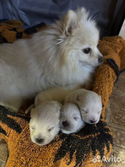 Щенок немецкого шпица девочка
