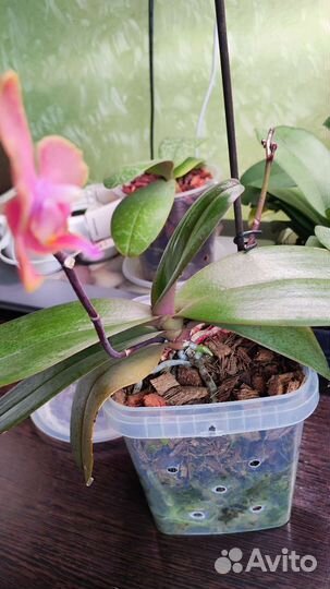 Орхидея фаленопсис