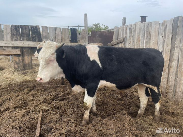 Бычки на мясо