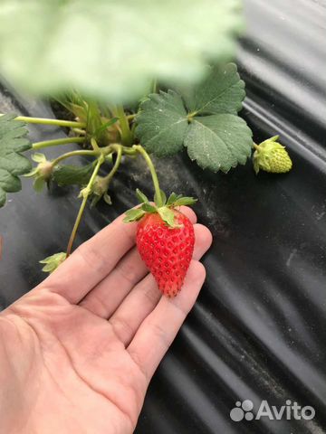 Пленка мульчирующая