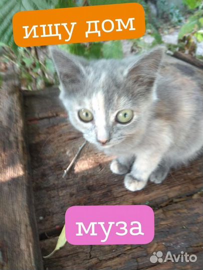 Котята