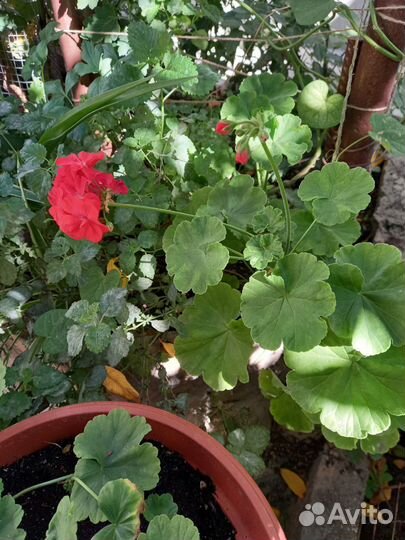 Пеларгония герань