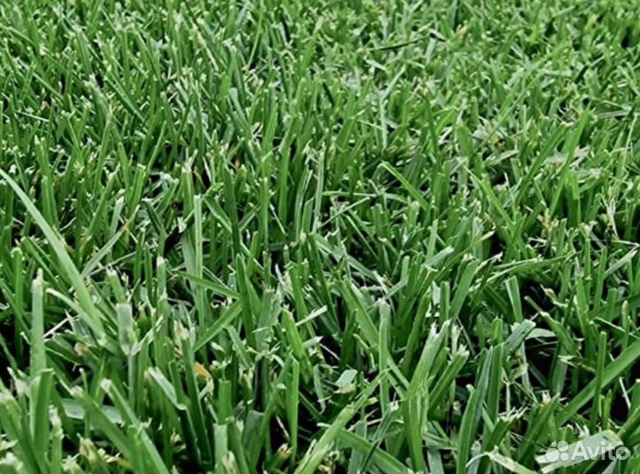 Рулонный газон