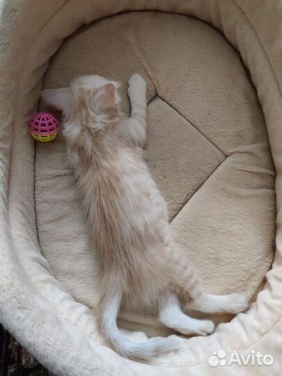 Котенок в добрые руки