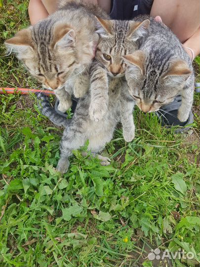 Отдам котят в добрые руки