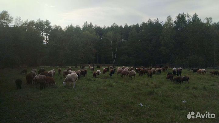 Курдючные бараны овцы для племя
