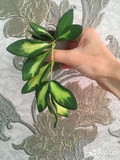 Хойя Лиза, Ваетти триколор, Псанги вар