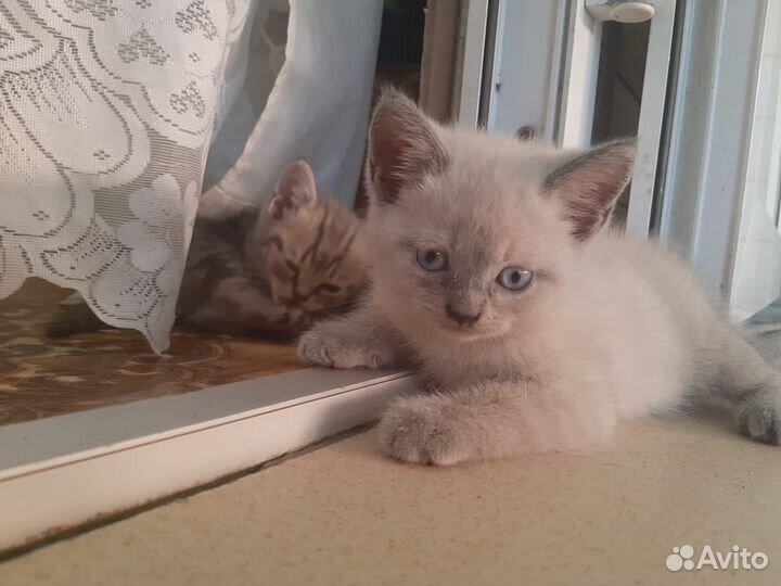 Британские котята