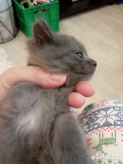 Котенок девочка 1 месяц