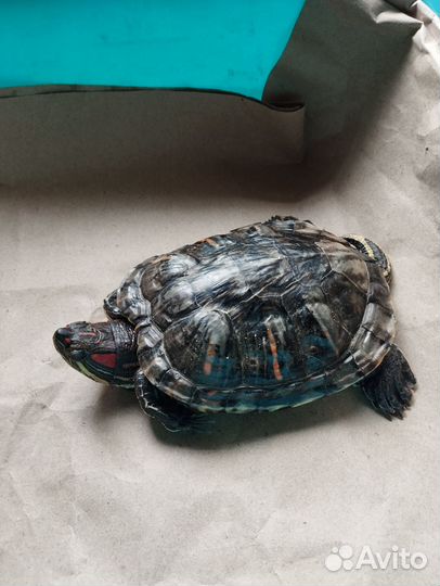 Красноухая черепаха