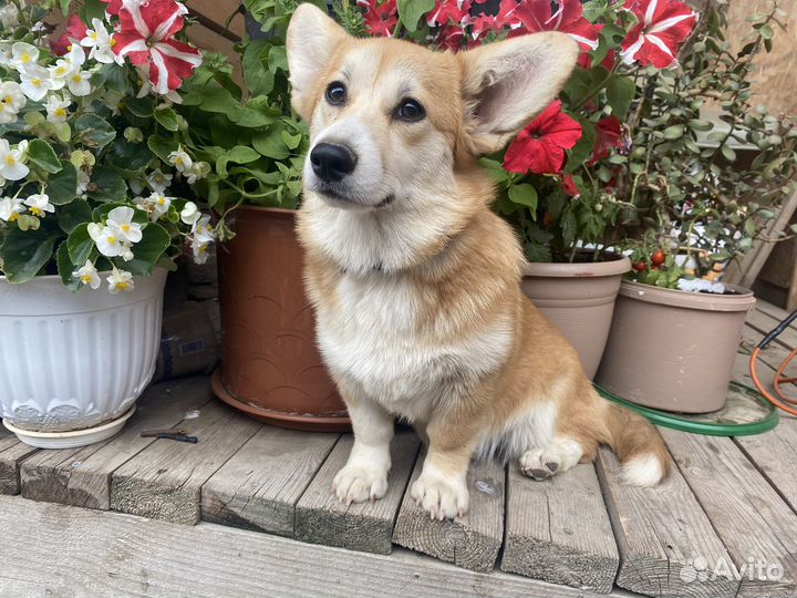 Девочка Вельш -корги