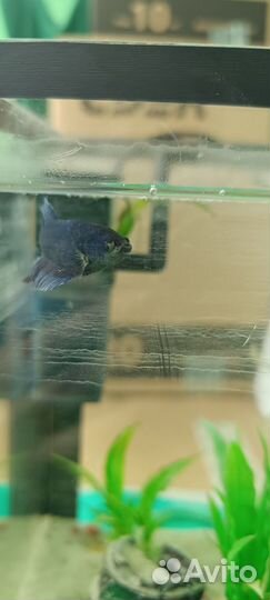 Рыбка петушок самка