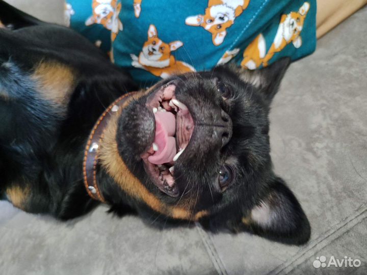 Пти брабансон