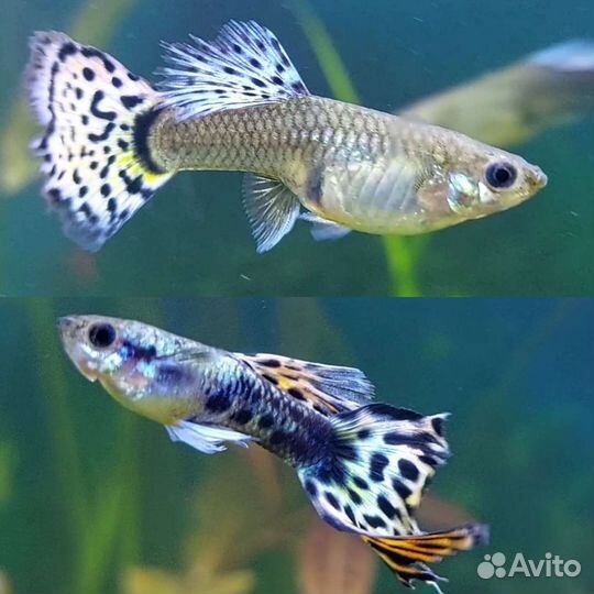 Аквариумные рыбки гуппи и пецилии. Креветки