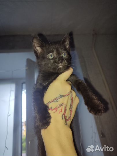 Отдам котят