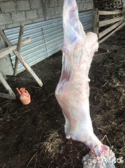 Продам овец