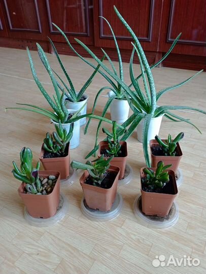 Алоэ Вера, красула Голум-Хоббит