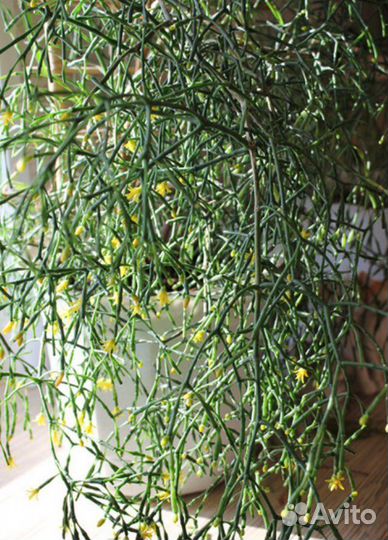 Хатиора оленьи рожки