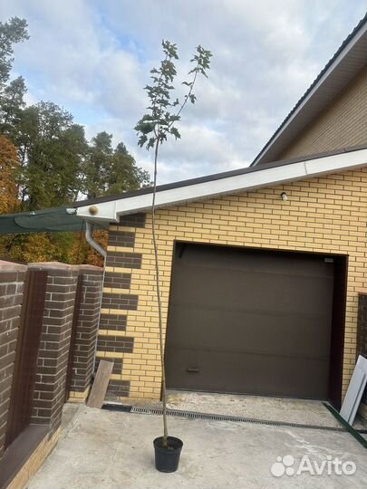 Клен глобозум на штамбе