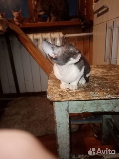 Кошечка и котик