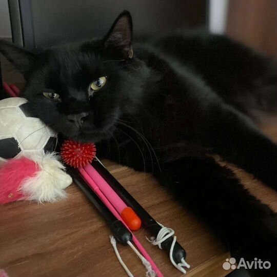 Роскошный Барон