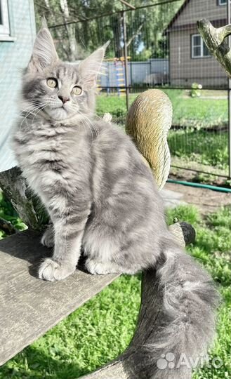 Котята мейн-кун