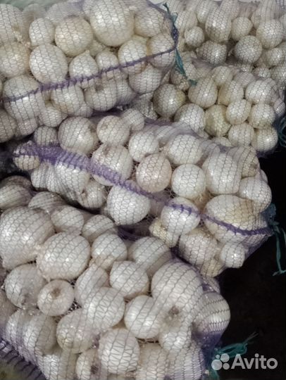 Лук на выгонку пера