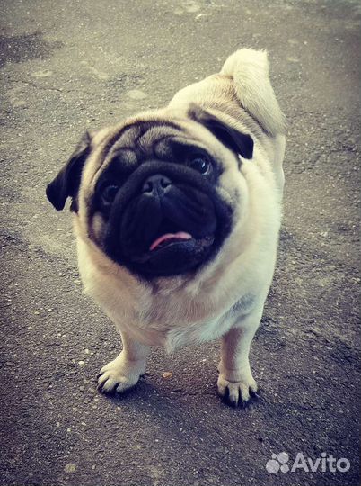 Мопс, вязка