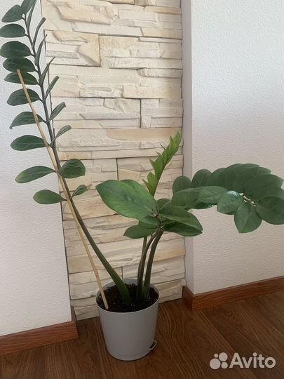 Замиокулькас