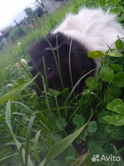 Морская свинка бесплатно