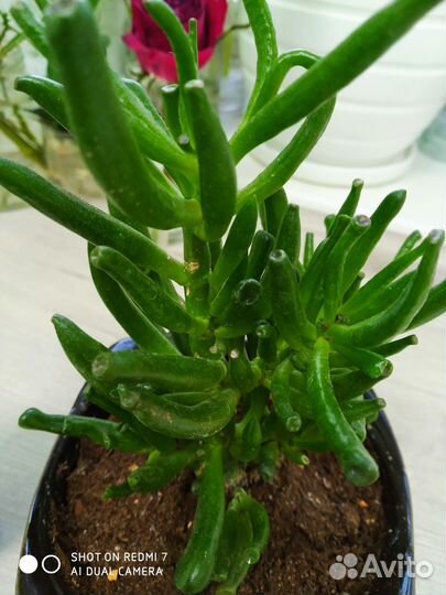 Красулла Хоббит