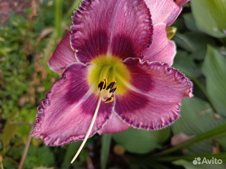 Лилейники сортовые