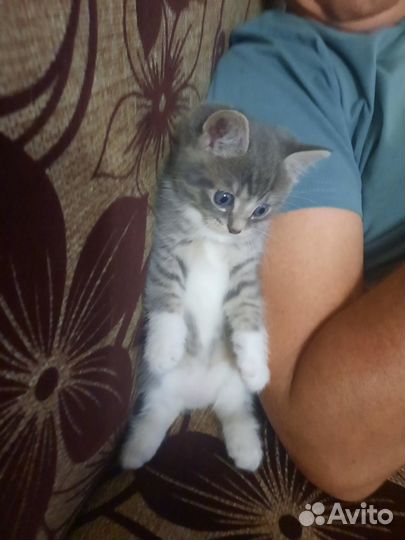 Котенок в добрые руки
